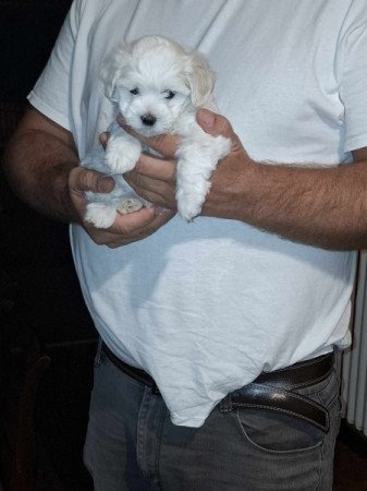 Bichon Havanese