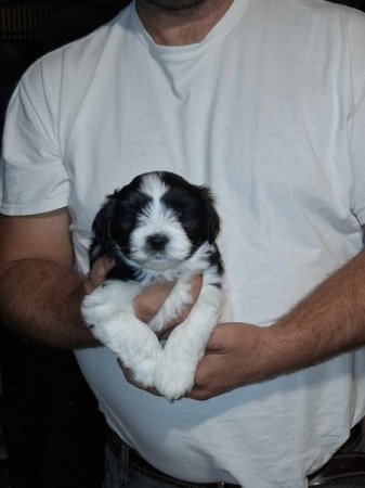 Bichon Havanese