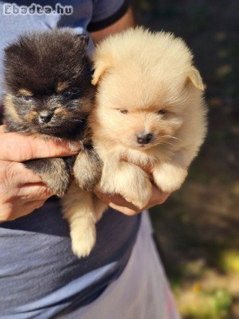 Pomeranians boo