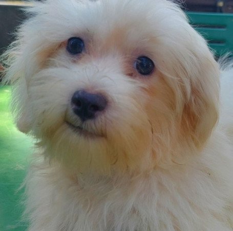 Bichon havanese