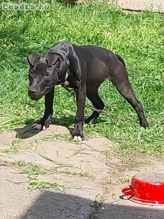 Eladó american pitbull terriet