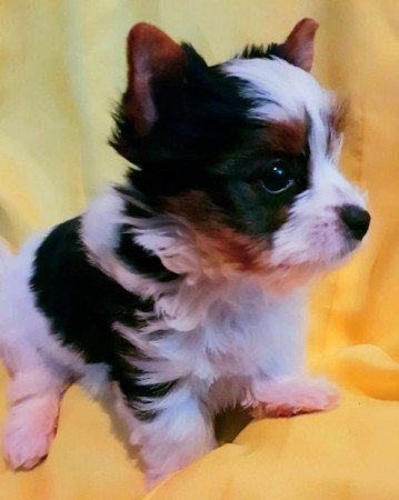 Yorkshire terrier biewer MINI