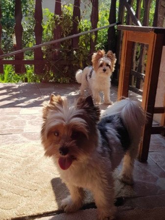 Yorkshire terrier biewer MINI