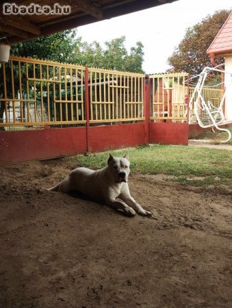 Argentin dog fajtiszta kan eladó