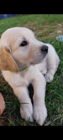 GOLDEN RETRIEVER