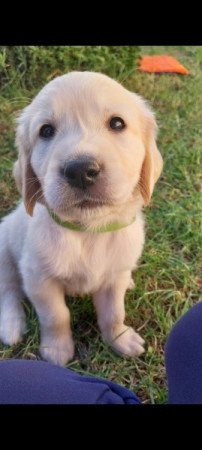 GOLDEN RETRIEVER