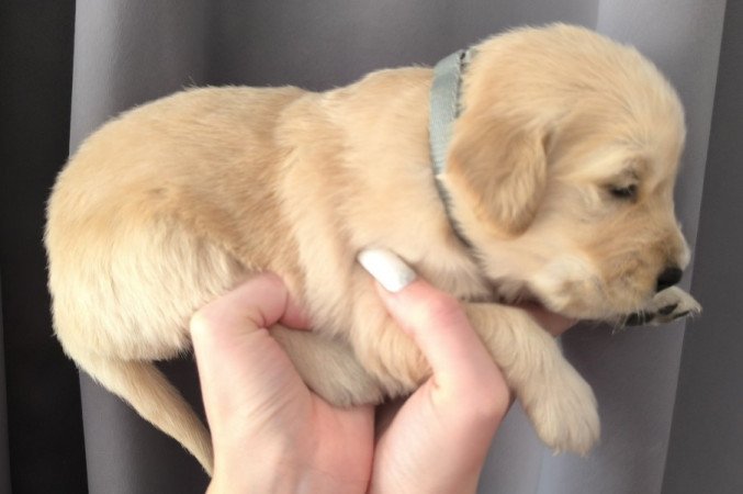 Golden Retriver