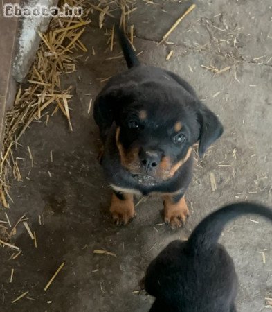 10 hetes kisfiú Rottweiler eladó