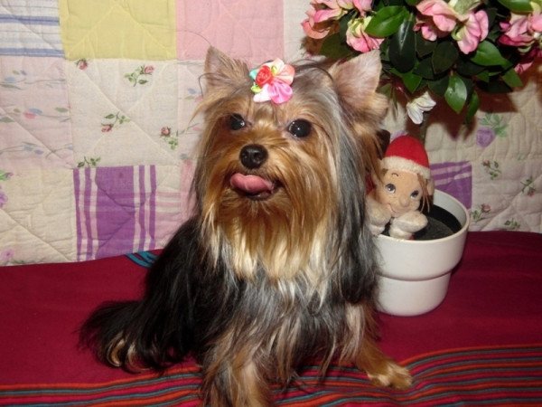 Yorkshire Terrier, Yorki