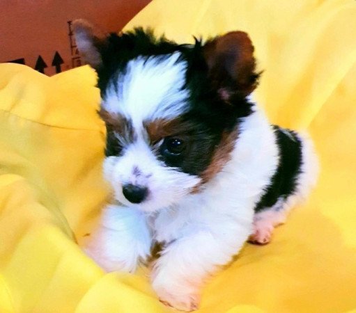 Yorkshire terrier biewer MINI