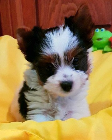 Yorkshire terrier biewer MINI