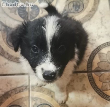 Border collie kutyusok