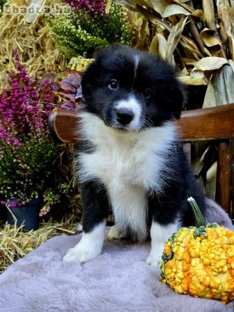 Border Collie kiskutyák költöznének