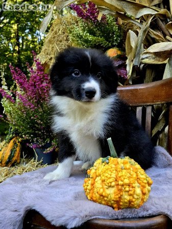 Border Collie kiskutyák költöznének