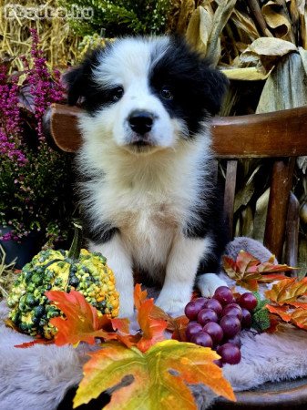 Border Collie kiskutyák költöznének