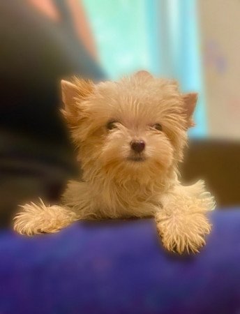 Golddust Yorkshire terrier