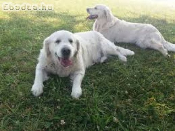 Golden retriever kiskutyák 06308481056