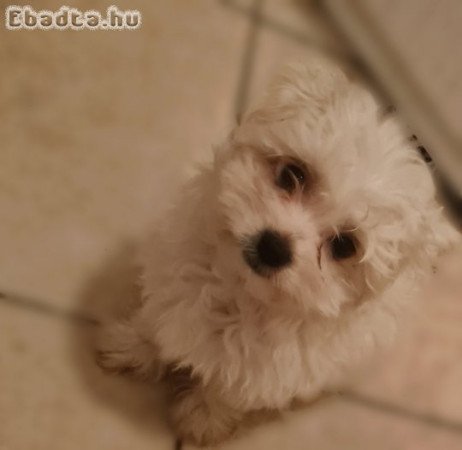 Bichon havanese