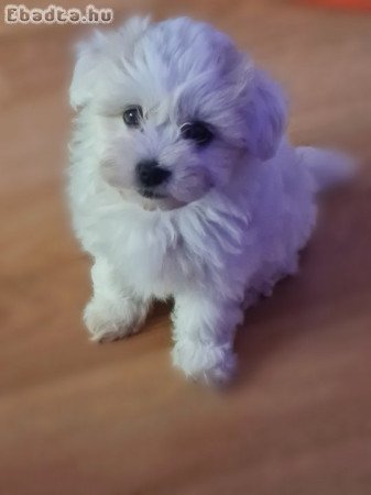 Bichon havanese