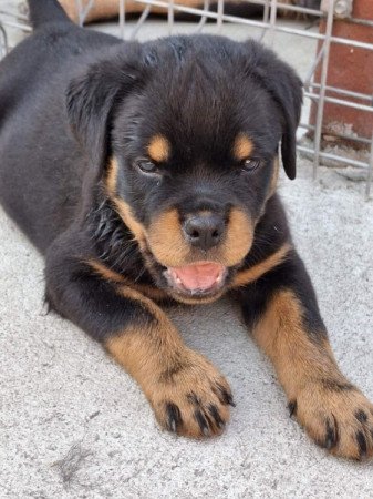 rottweiler