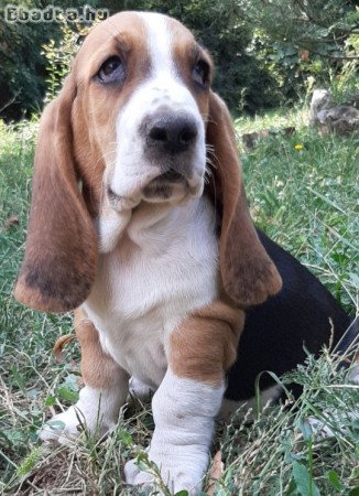 eladó basset hound tricolor