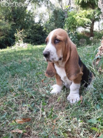 eladó basset hound tricolor