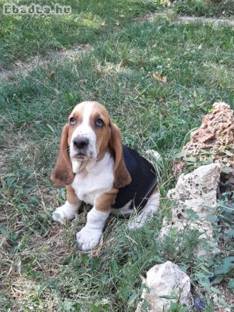 eladó basset hound tricolor