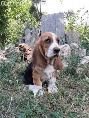 eladó basset hound tricolor