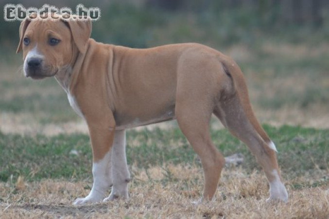 Azonnal elvihető gyönyörű pitbull kiskutyák