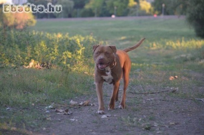 Azonnal elvihető gyönyörű pitbull kiskutyák