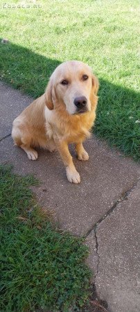 Fajtatiszta Golden Retriever