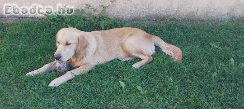 Fajtatiszta Golden Retriever