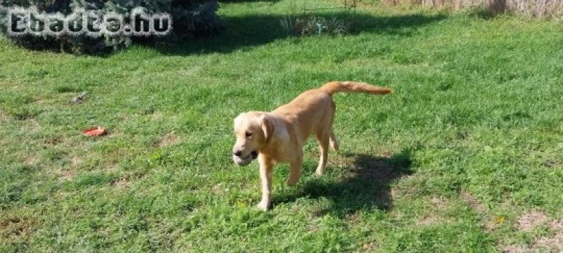 Fajtatiszta Golden Retriever