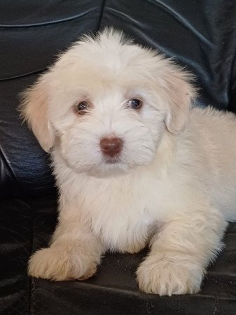 bichon havanese