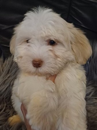 bichon havanese