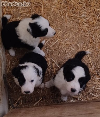 Border collie jelegű kiskutyák eladók