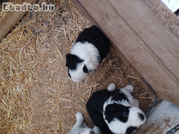 Border collie jelegű kiskutyák eladók