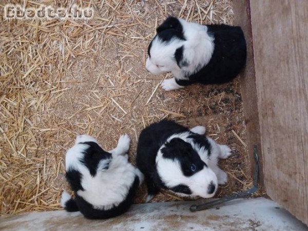 Border collie jelegű kiskutyák eladók