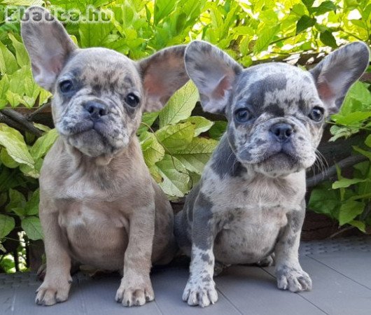 eladó francia bulldog blue fawn merle