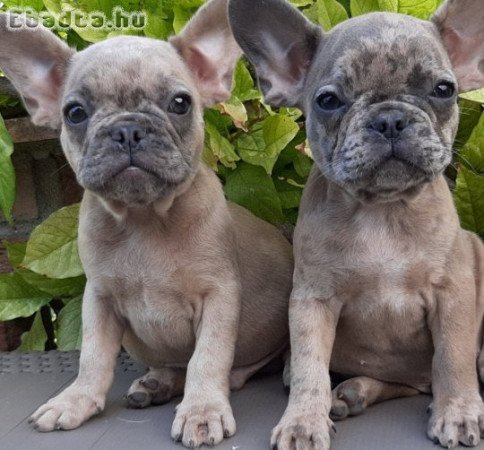 eladó francia bulldog blue fawn merle