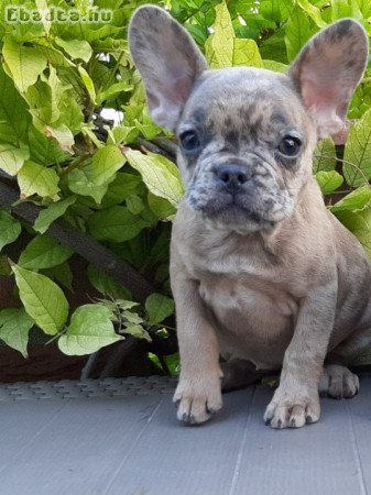 eladó francia bulldog blue fawn merle