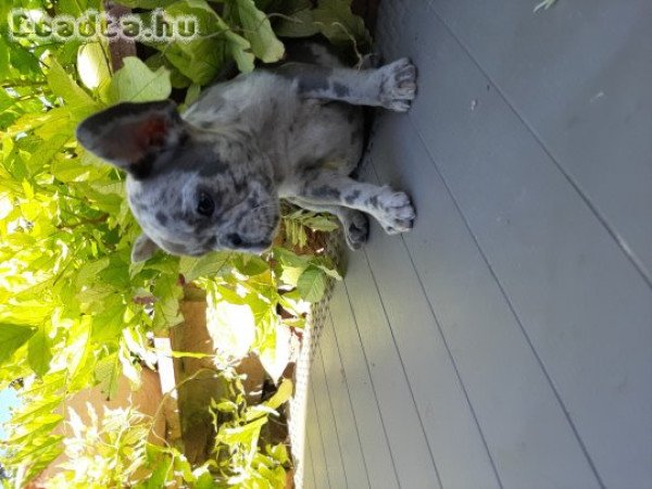 eladó francia bulldog blue fawn merle