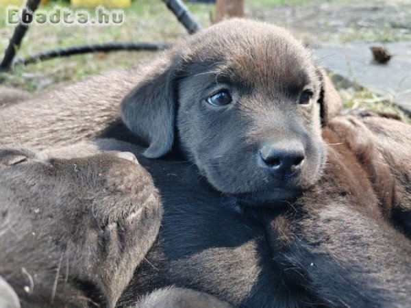 Fekete labrador kiskutyák - Orosháza, Békés megye