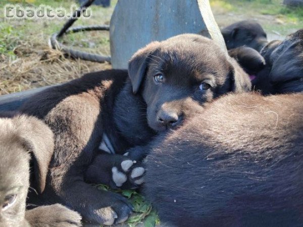 Fekete labrador kiskutyák - Orosháza, Békés megye