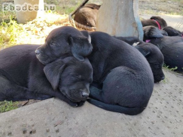 Fekete labrador kiskutyák - Orosháza, Békés megye