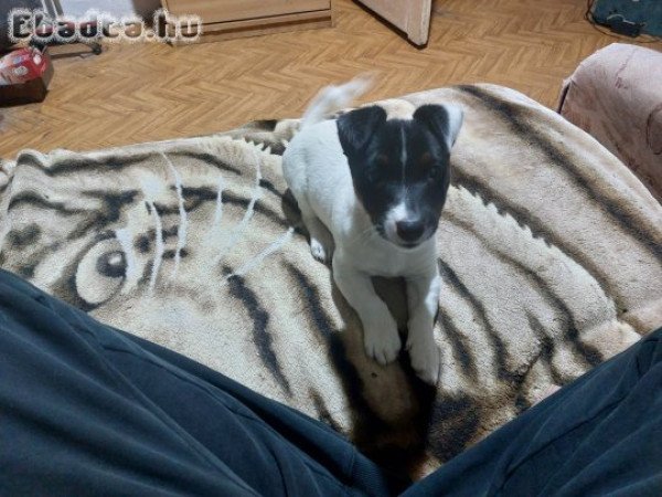 Jack Russel Terrier