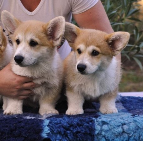 Welsh corgi pembroke