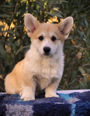 Welsh corgi pembroke