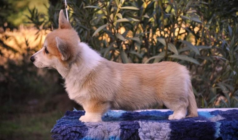 Welsh corgi pembroke