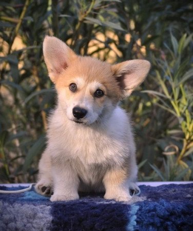 Welsh corgi pembroke